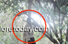 Bagalkot man  found hanging near Kadri Jogi Mutt